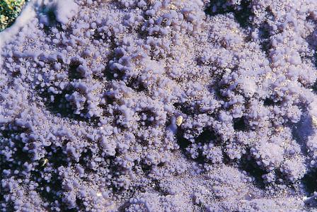CotW: Montipora flabellata