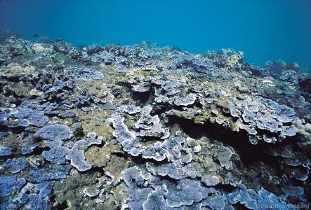 CotW: Montipora flabellata