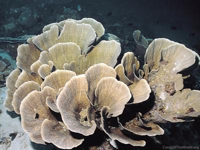 CotW: Montipora florida