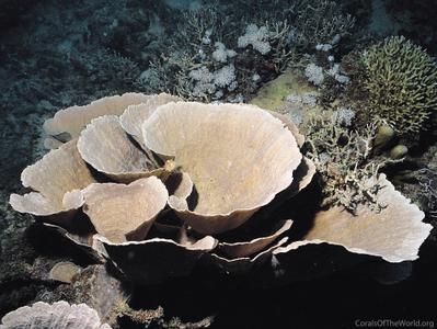 CotW: Montipora florida