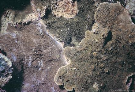 CotW: Montipora floweri