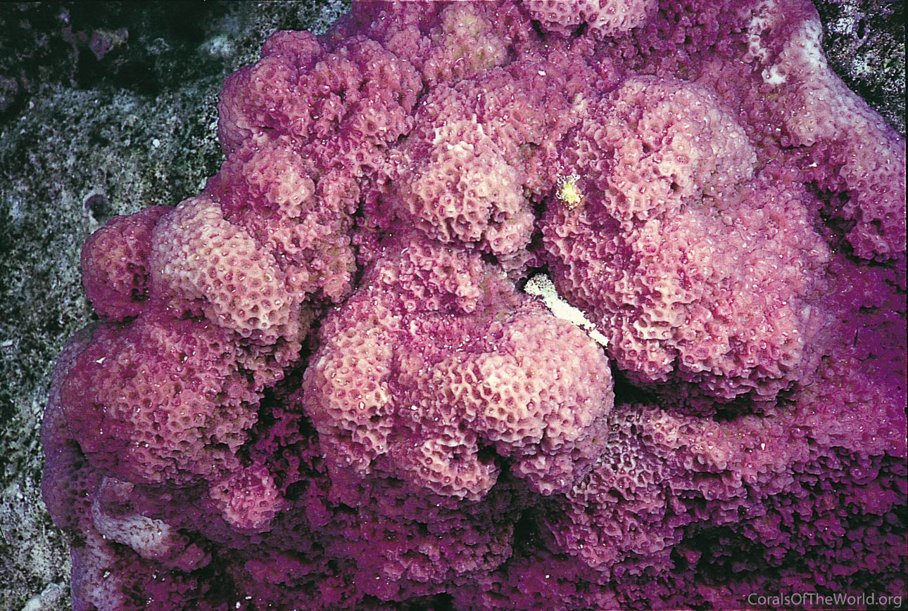 Montipora foveolata