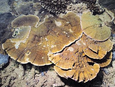 CotW preview: Montipora friabilis
