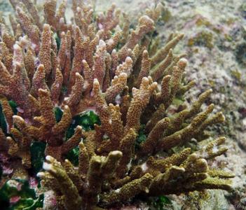 CotW preview: Montipora gaimardi