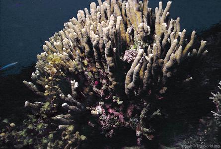 CotW preview: Montipora gaimardi