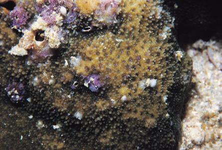CotW: Montipora grisea