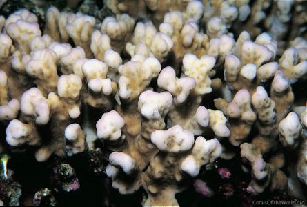 CotW preview: Montipora hemispherica