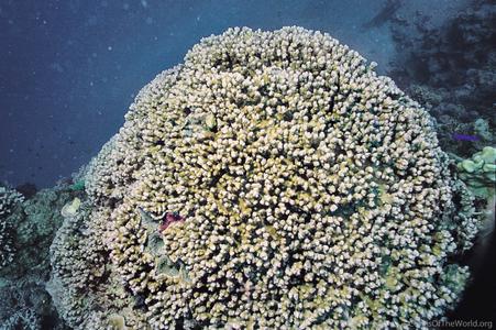 CotW preview: Montipora hemispherica