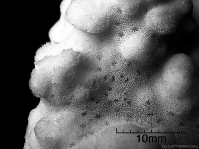 CotW: Montipora hemispherica