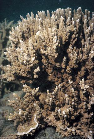 CotW preview: Montipora hispida