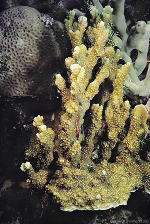 CotW: Montipora hispida