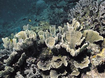 CotW preview: Montipora hodgsoni