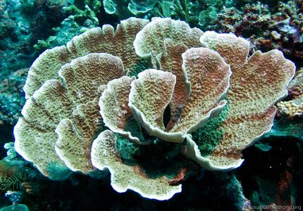 CotW: Montipora hodgsoni
