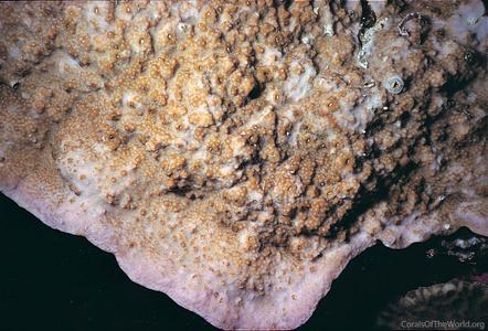 CotW preview: Montipora hoffmeisteri