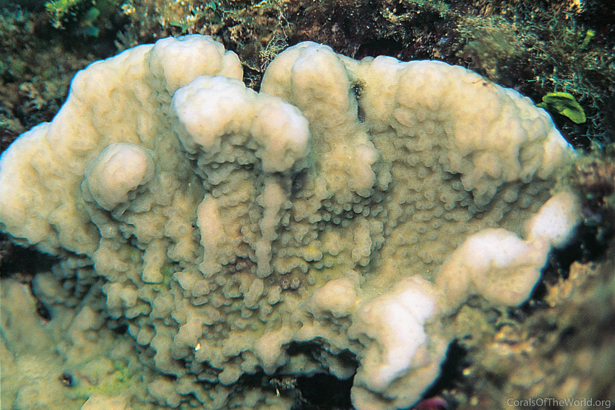 Montipora incrassata