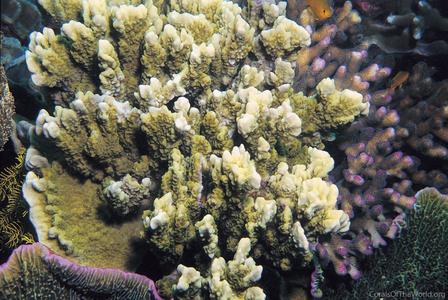 CotW: Montipora incrassata