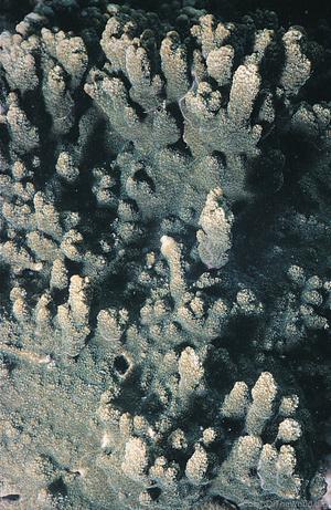 CotW: Montipora incrassata