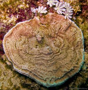 CotW: Montipora incrassata