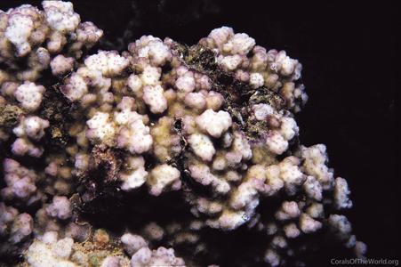 CotW: Montipora lobulata