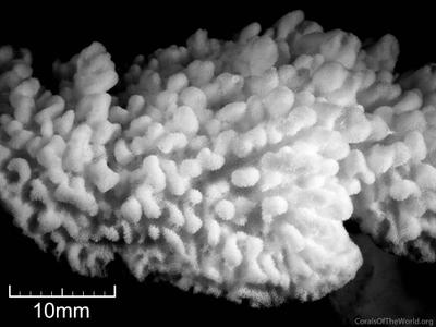 CotW: Montipora lobulata