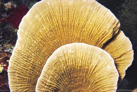 CotW: Montipora mactanensis