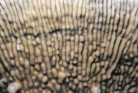 CotW: Montipora mactanensis