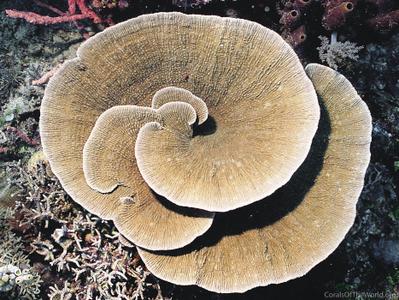 CotW: Montipora mactanensis