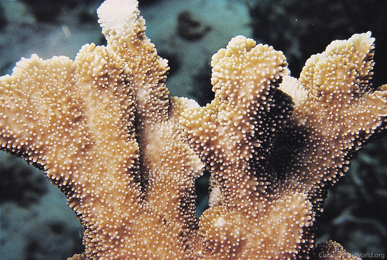 Montipora malampaya