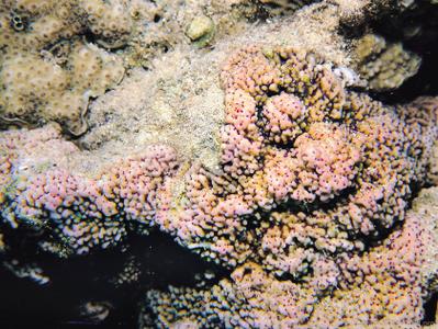 CotW: Montipora meandrina