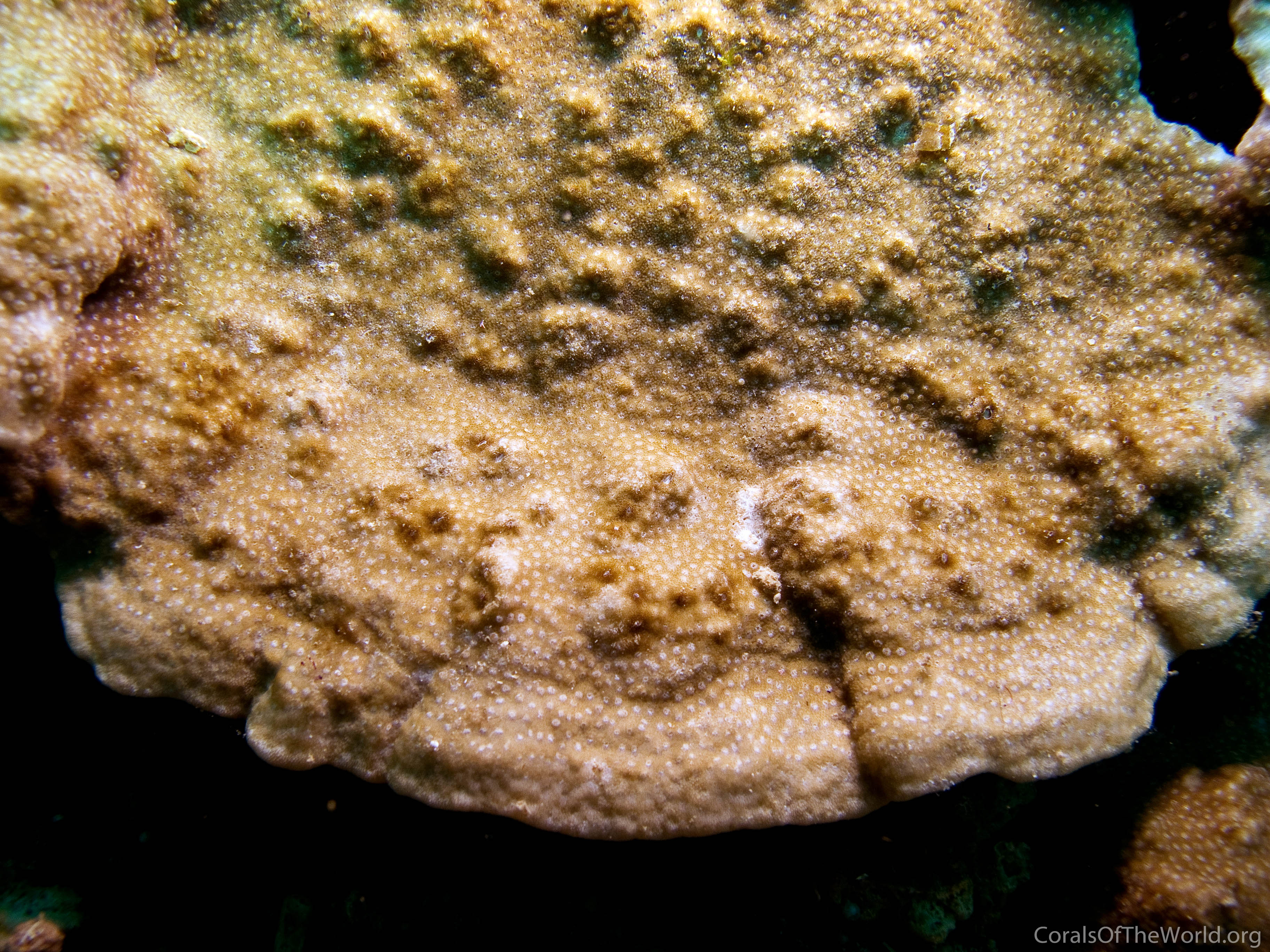 Montipora millepora