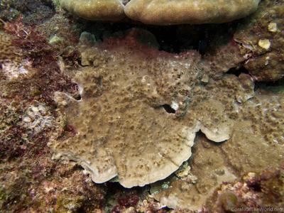 CotW preview: Montipora millepora