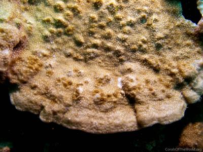 CotW: Montipora millepora
