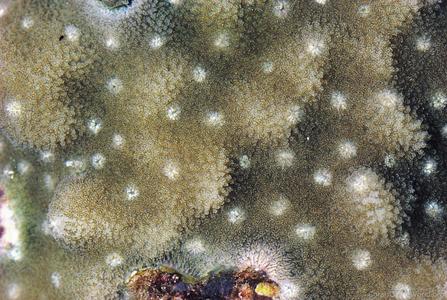 CotW: Montipora millepora