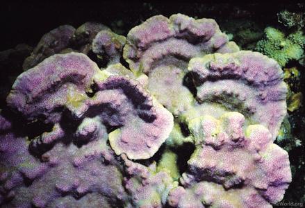 CotW: Montipora mollis
