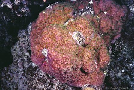 CotW: Montipora mollis