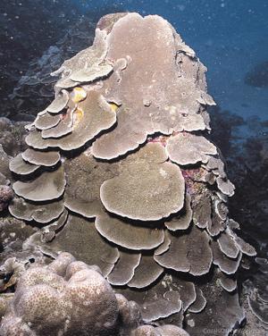 CotW preview: Montipora monasteriata