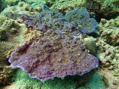 CotW: Montipora monasteriata