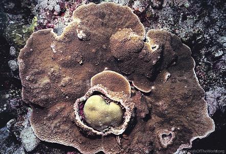 CotW: Montipora monasteriata