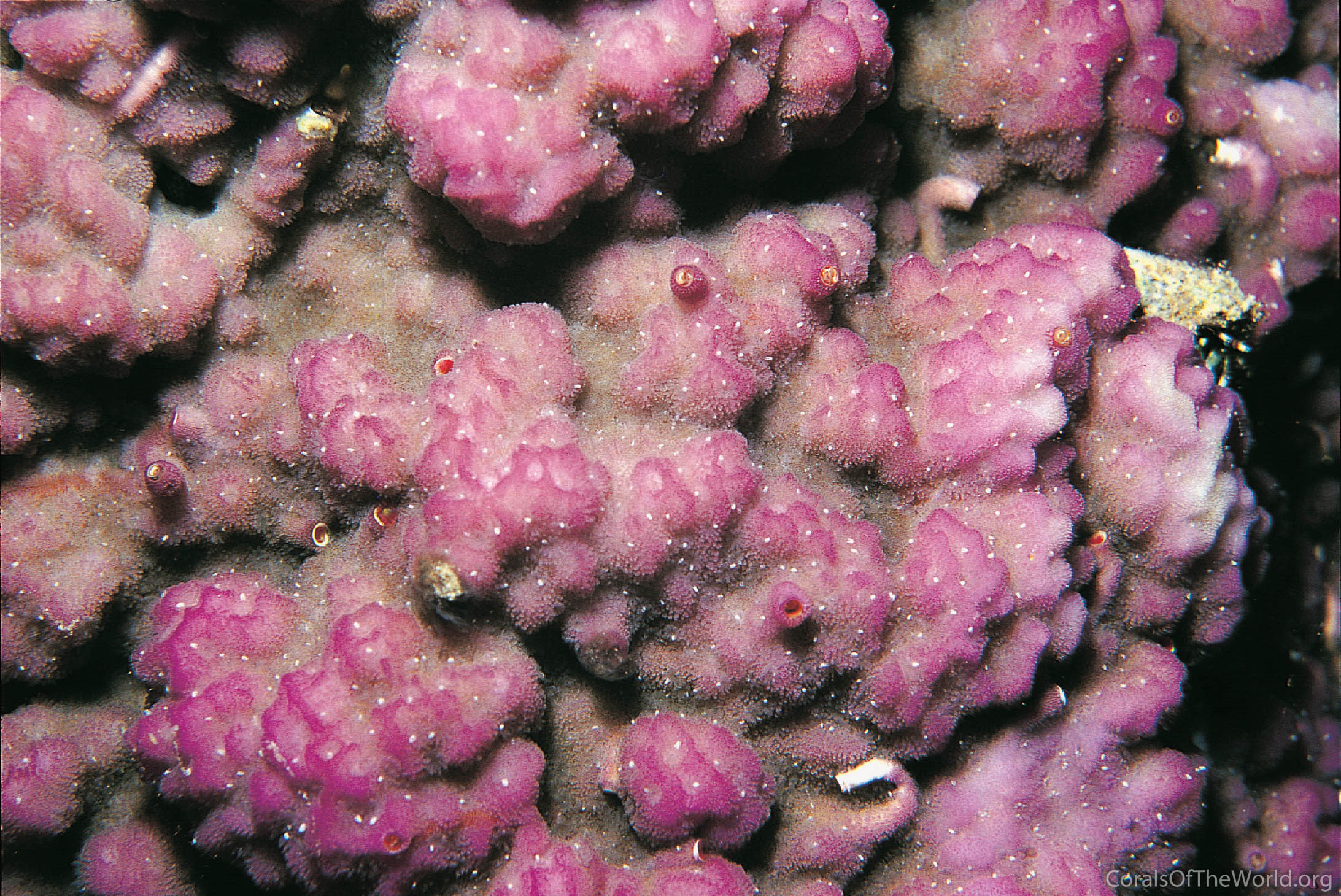 Montipora nodosa