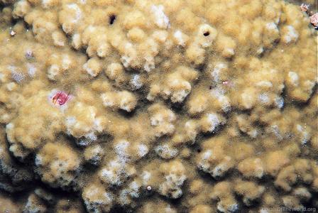 CotW: Montipora nodosa