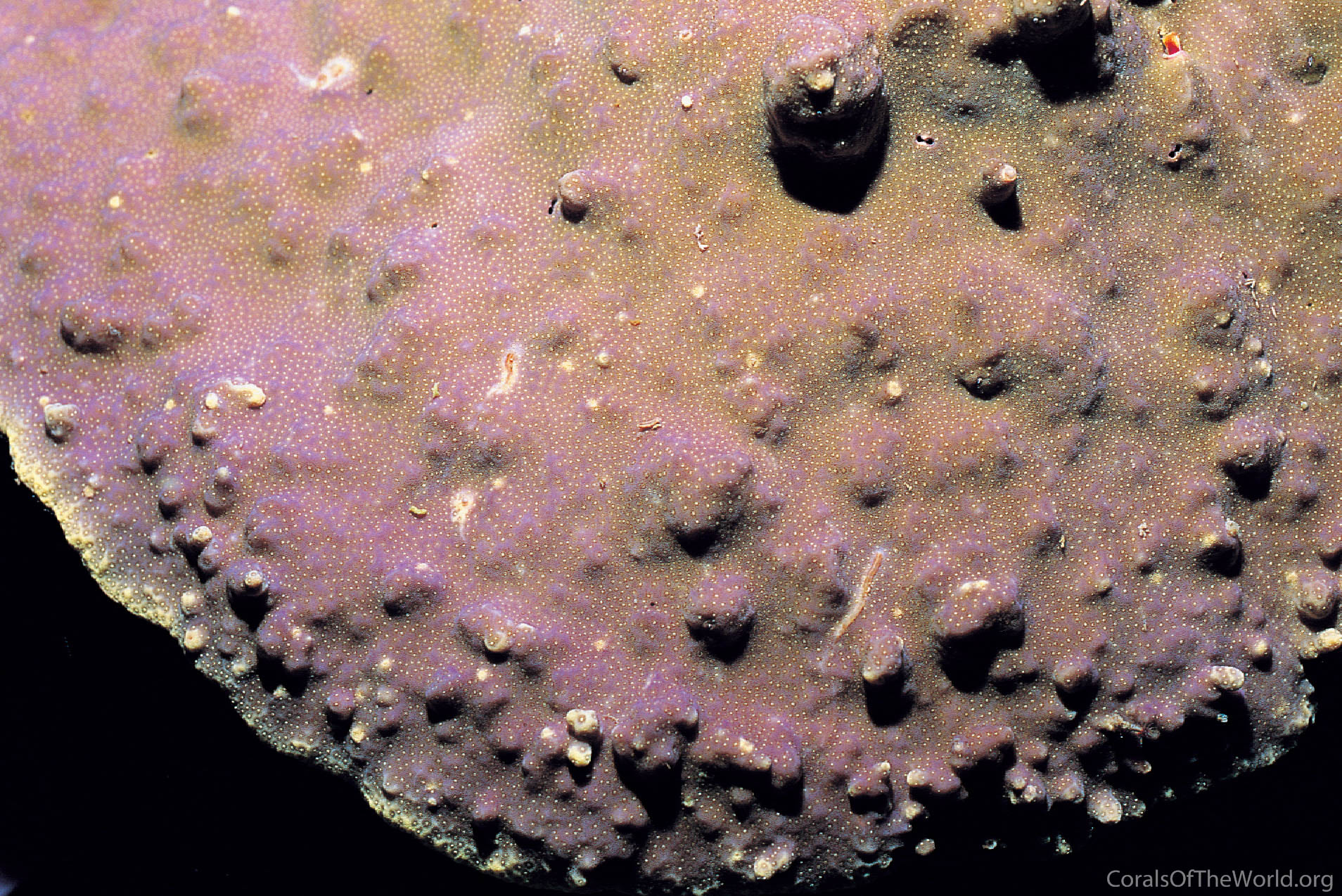 Montipora orientalis