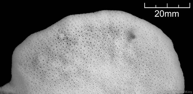 CotW preview: Montipora orientalis