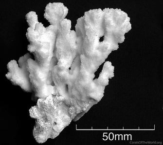 CotW: Montipora pachytuberculata