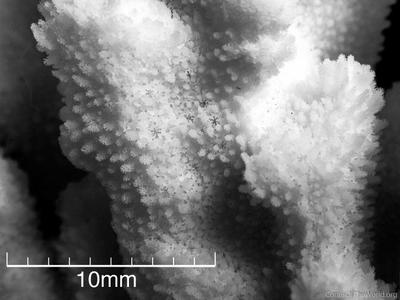 CotW: Montipora pachytuberculata