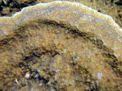 CotW: Montipora patula