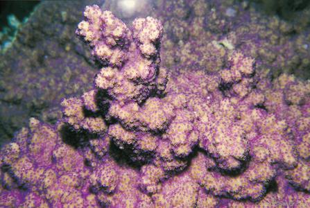 CotW preview: Montipora peltiformis
