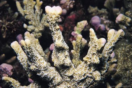 CotW: Montipora porites