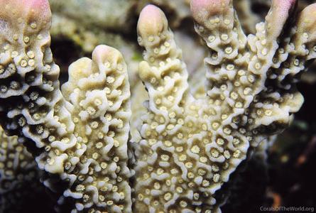 CotW: Montipora porites