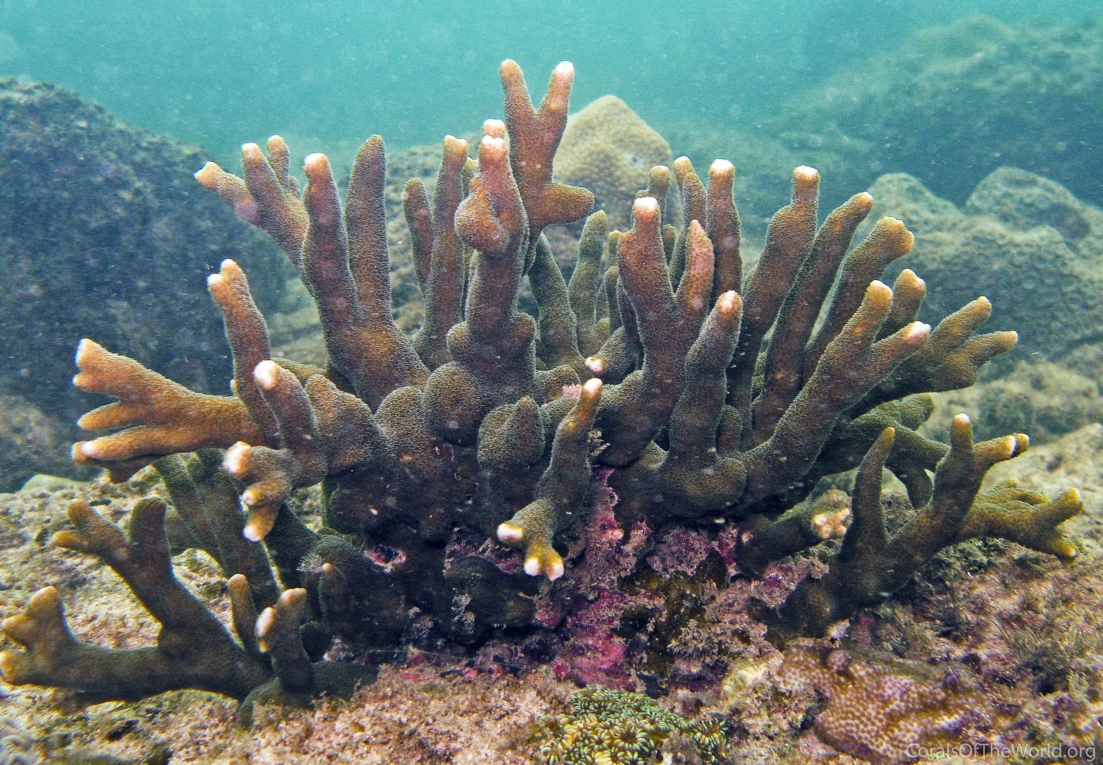 Montipora samarensis
