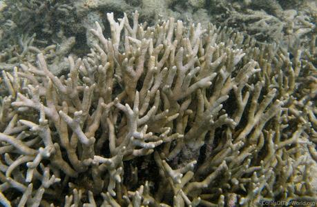 CotW preview: Montipora samarensis